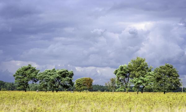 photo 12 Oldendiever 6