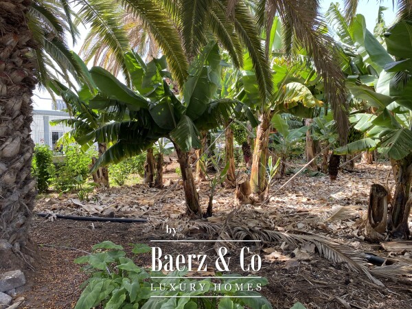 photo 9 Magnificent estate featuring family home and an organic banana plantation